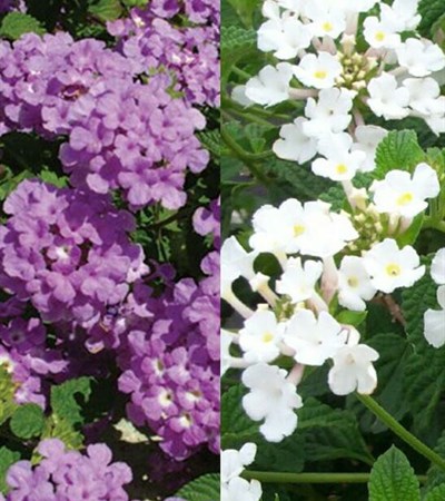 Lantana Luscious® Grape & Trailing White